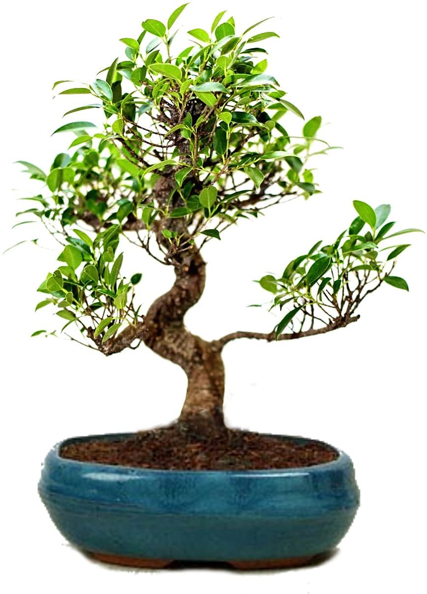 Abana Homes Ficus Bonsai Live Plant With Ceramic Pot-5 Years Old Bonsai Plants for Home-Stumbit Bonsai